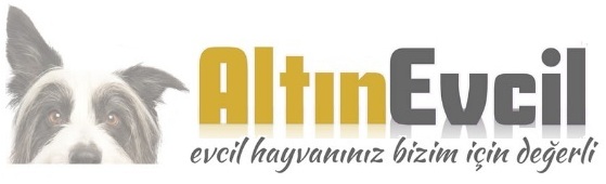 Altın Evcil Pet Ürünleri